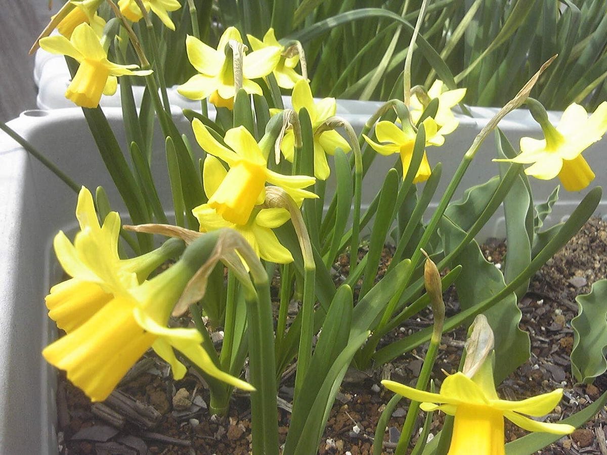 狂い咲き？の沈丁花