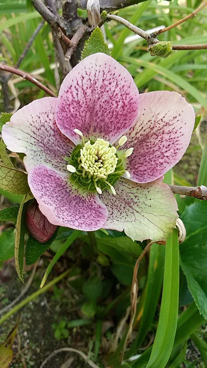 春の花が咲きました