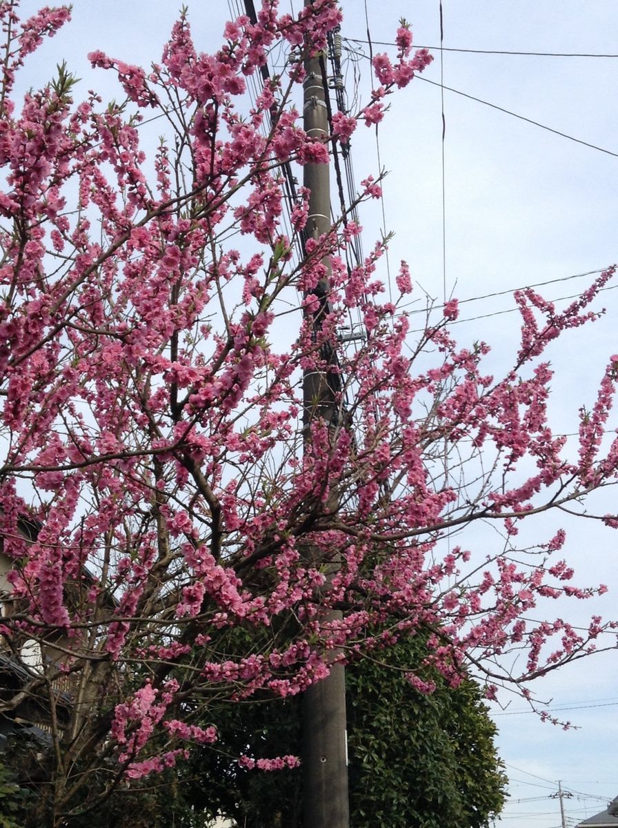 他所様の花木も綺麗です！