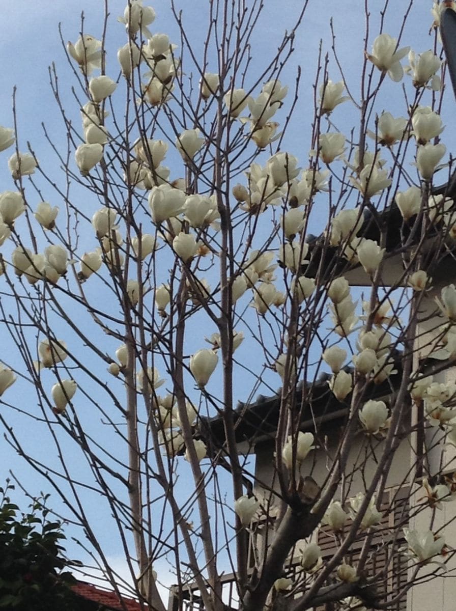 他所様の花木も綺麗です！