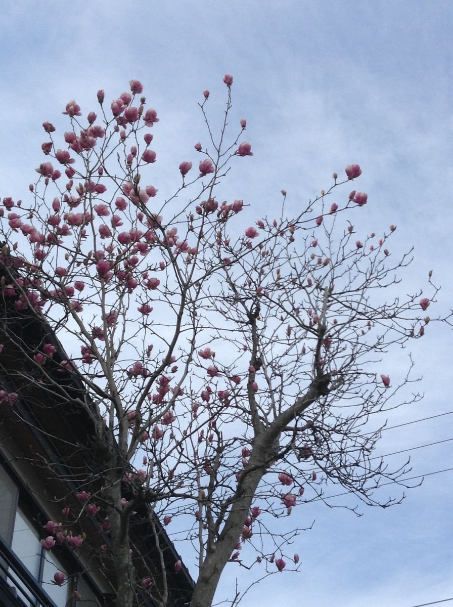 他所様の花木も綺麗です！