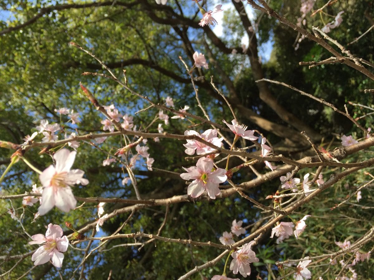 見かけた花〜山で〜