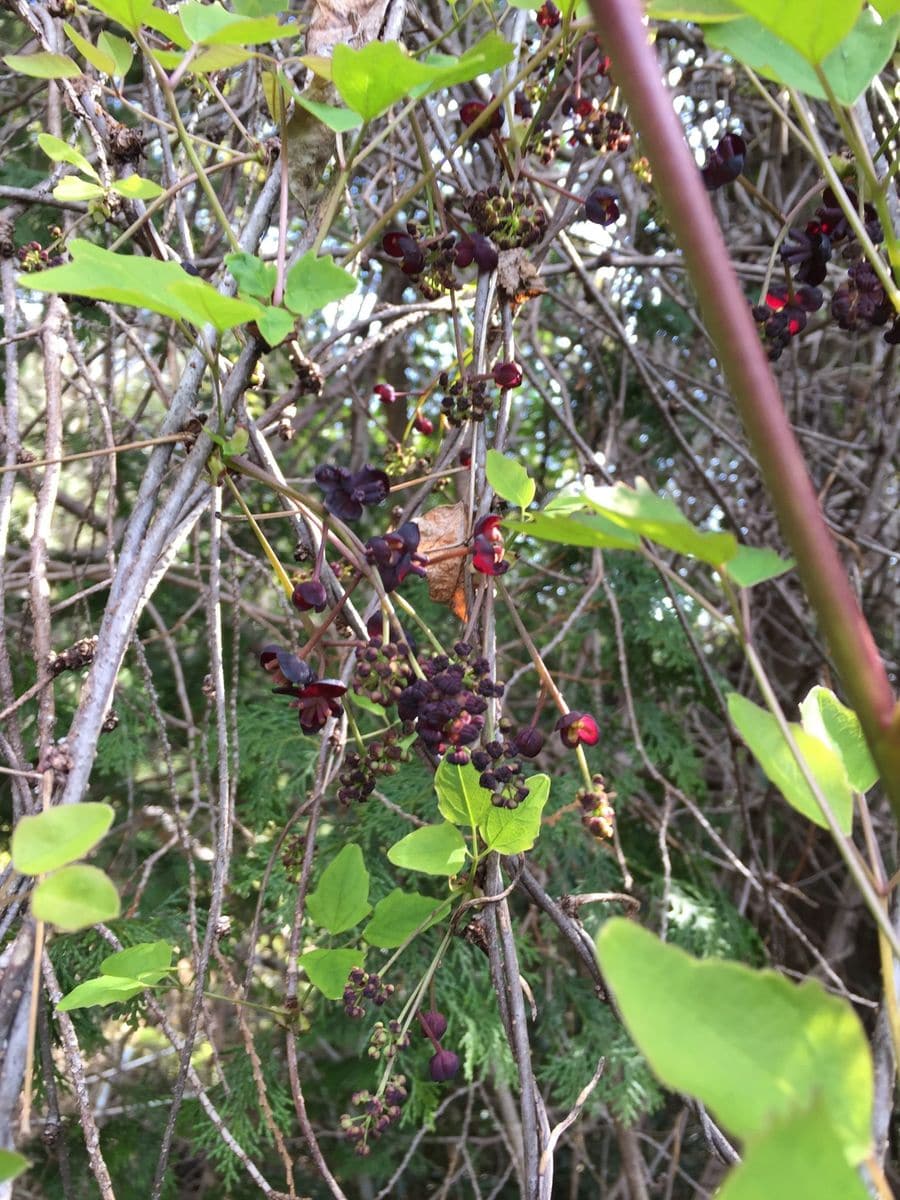 見かけた花〜山で〜