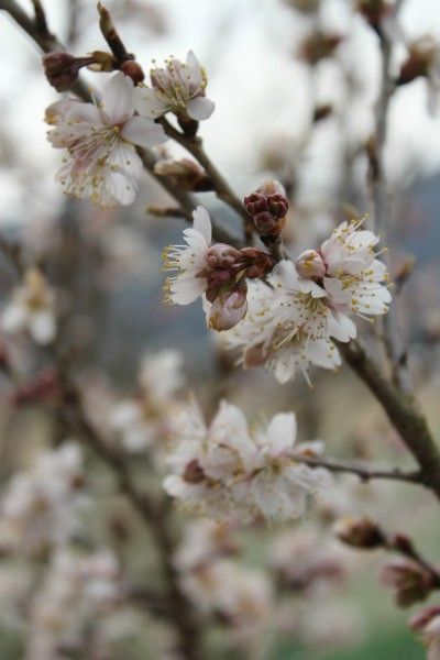 暖地さくらんぼの花