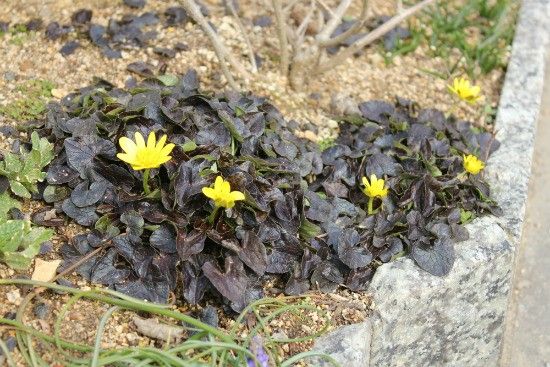 暖地さくらんぼの花