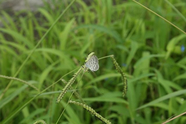 そろそろ秋を感じる風情の花が欲しくなりました