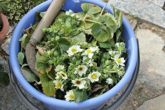 いちごの花を間引く