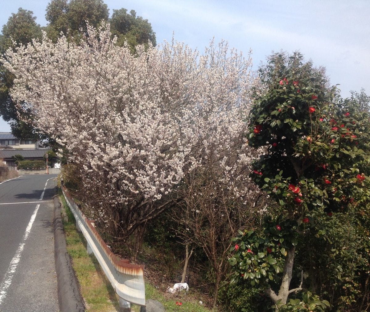 桜満開❣️