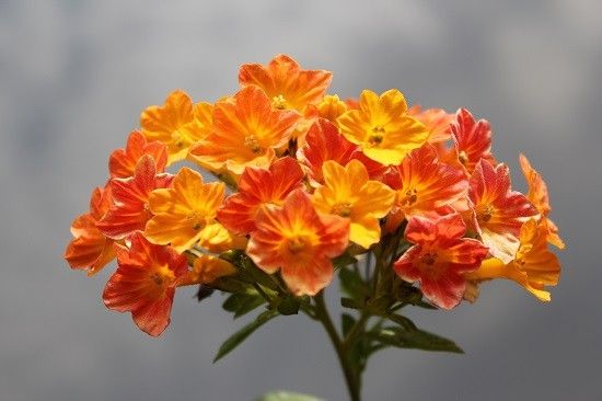 オレンジ色の花