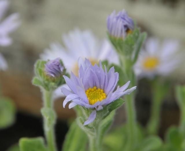 山野草ブルーの花