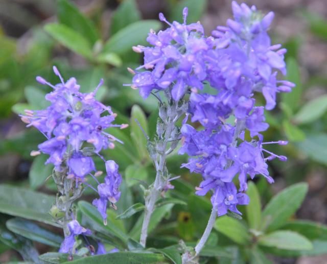 山野草ブルーの花