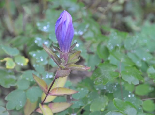 山野草ブルーの花