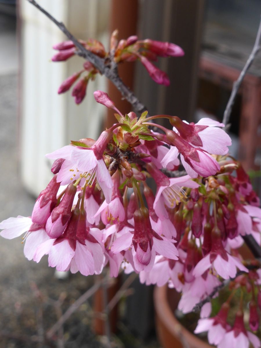 オカメ桜が開花しました