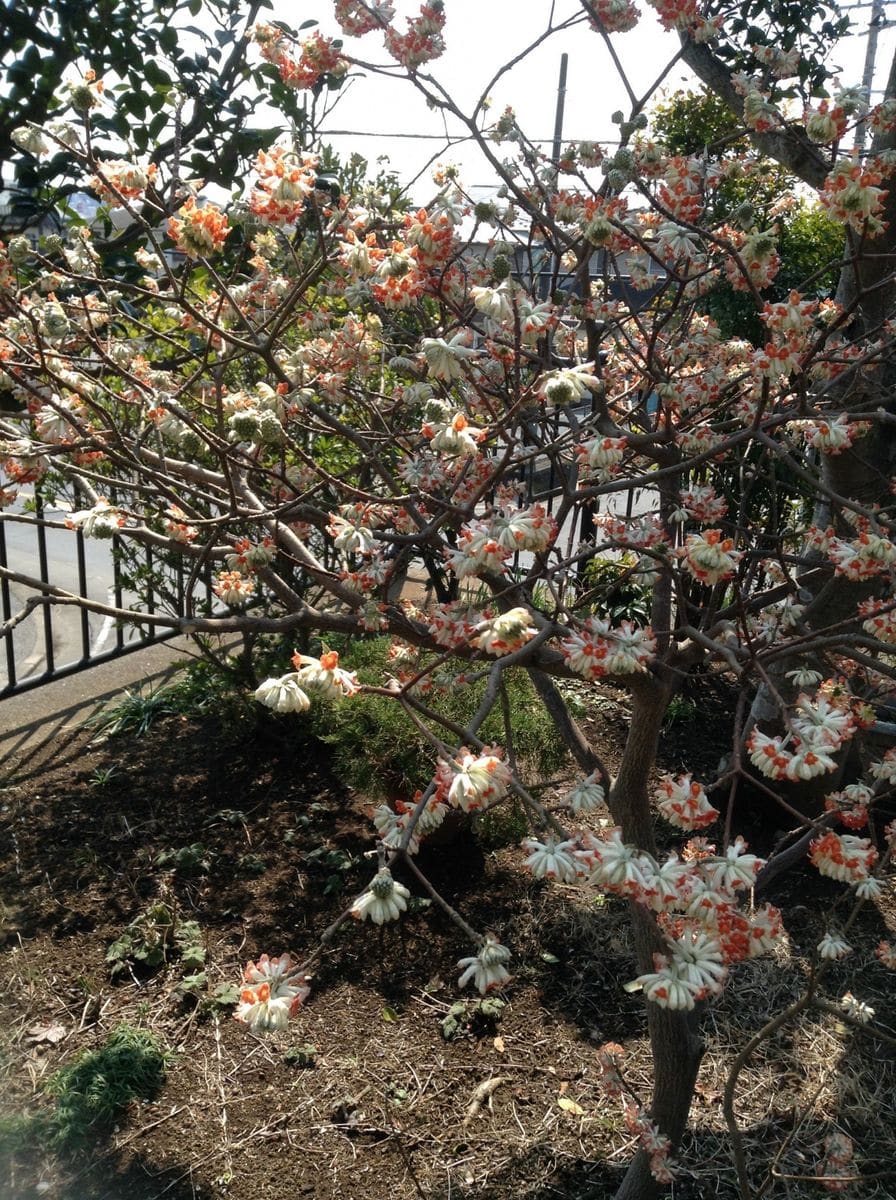 山野草の奥さんのお庭！      翁草    ミツマタ