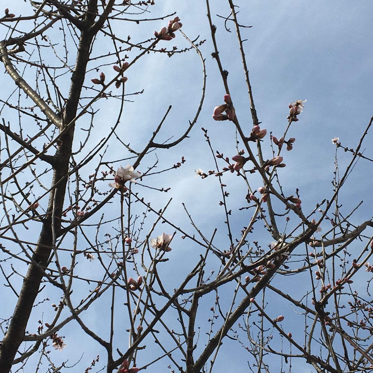 梅は咲いたか桜はまだかいな♪（まだまだ～！）