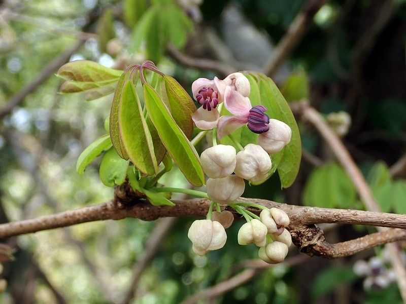 ミツバアケビの花