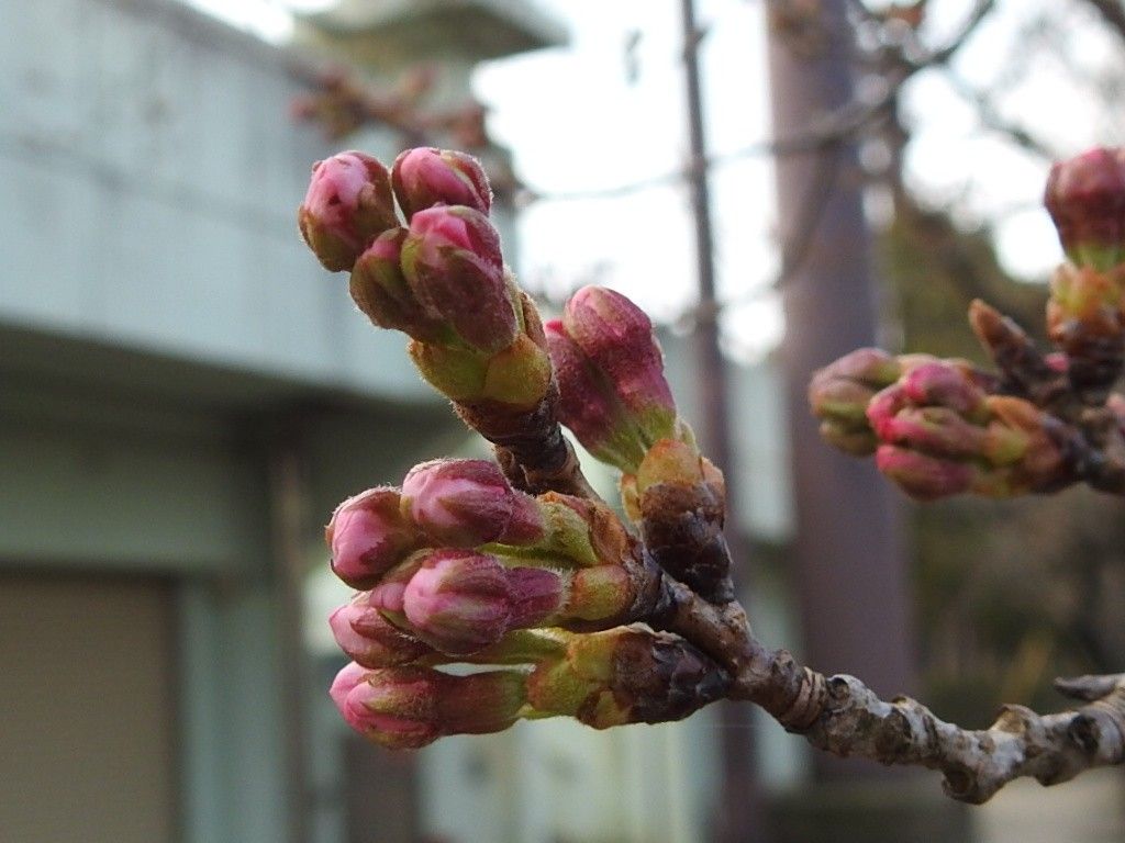 桜、まだかな…