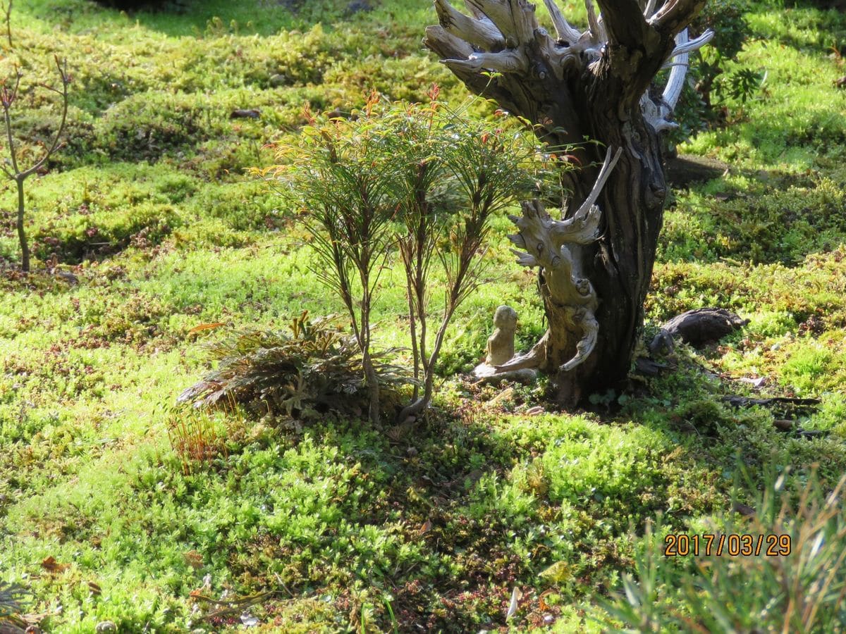 苔庭の朝