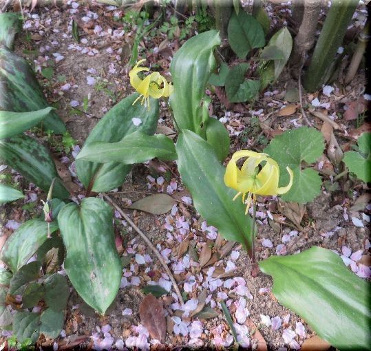 カタクリの花・大阪・・