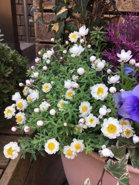 ふんわり花かんざしの寄せ植え