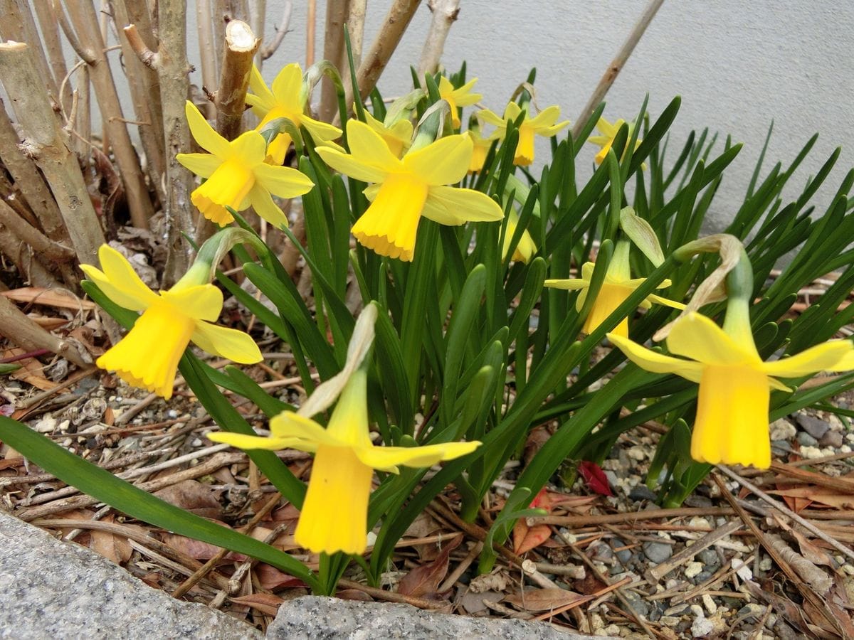 見ごろのお花