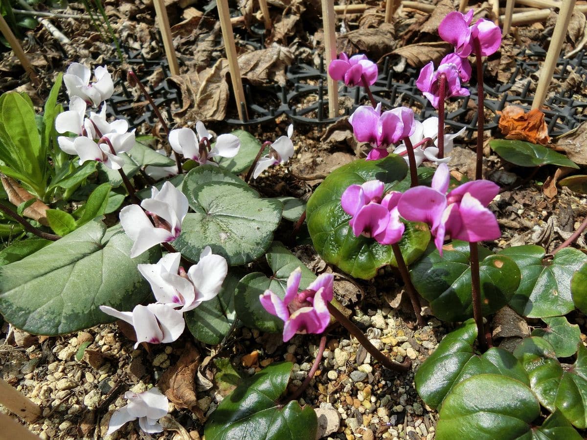 見ごろのお花