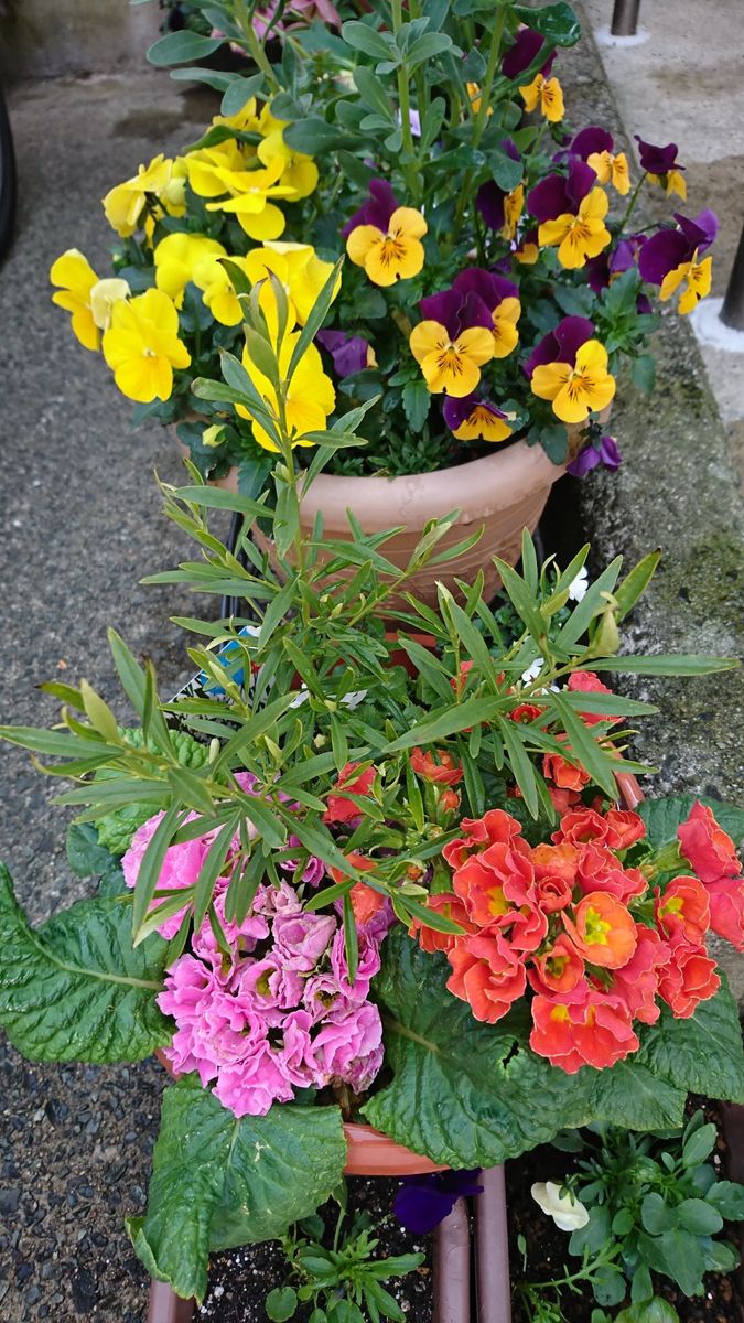 サザンクロスの花♪