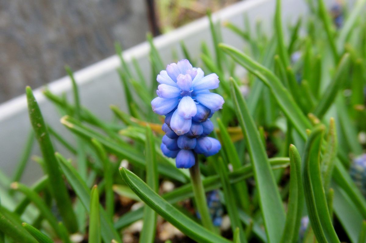 いろいろなお花たち