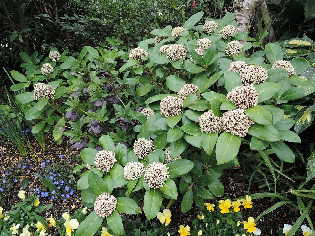 スキミアの花