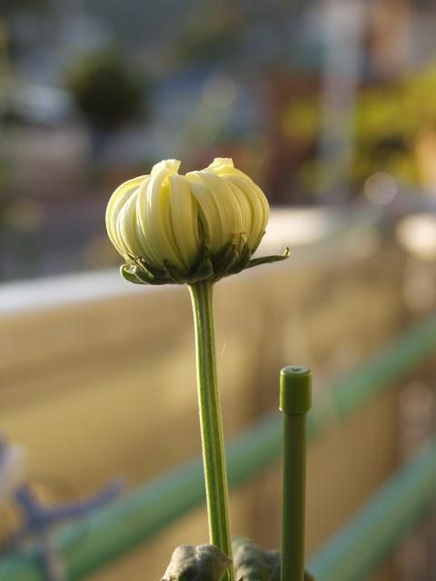 菊１年生　３４　岸の巴里のつぼみ