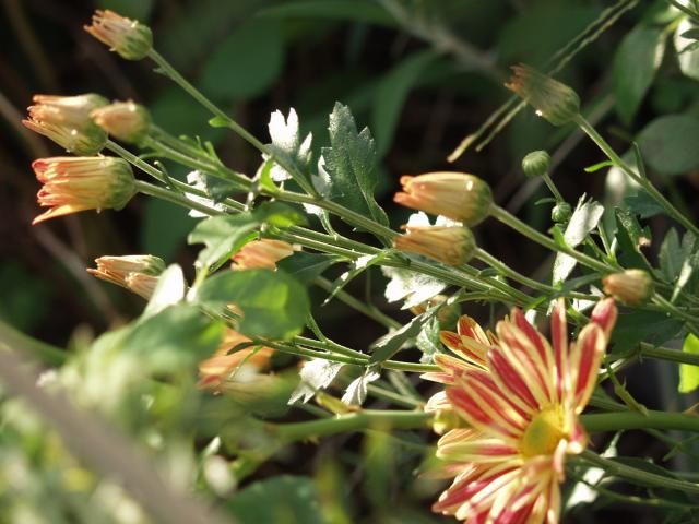 菊１年生　３４　岸の巴里のつぼみ