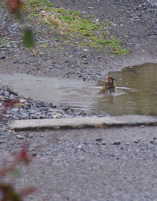 雀の行水