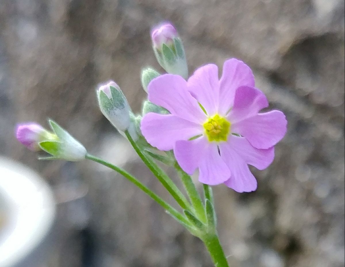 咲いた～🌼けど…