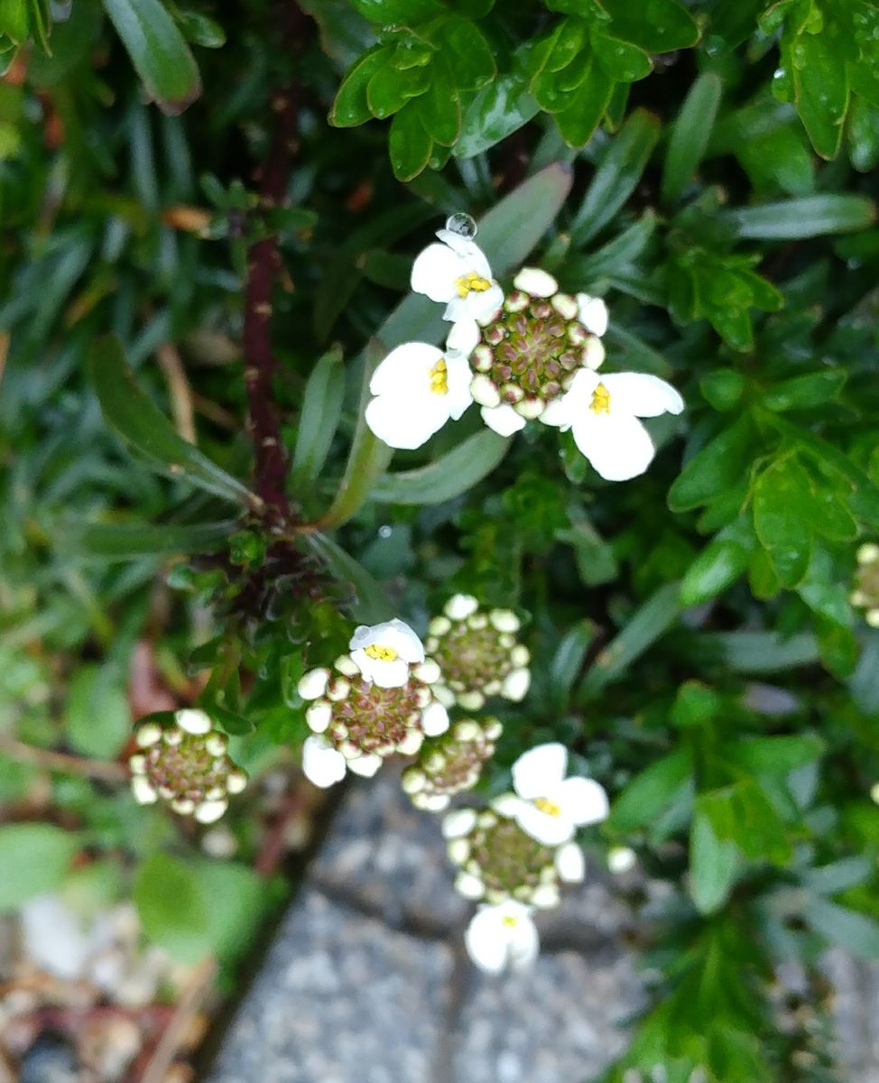 咲いた～🌼けど…