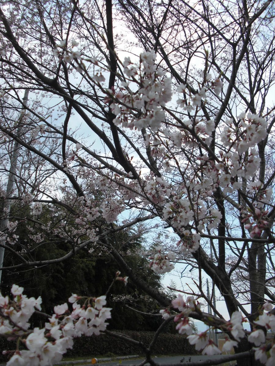 テレビで放映された苗で寄せ植えしました