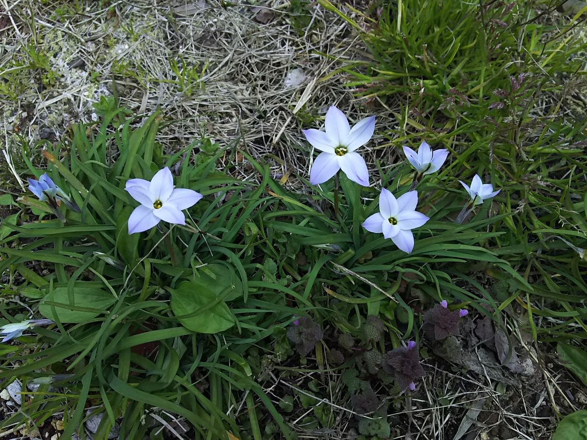 薄むらさきの花