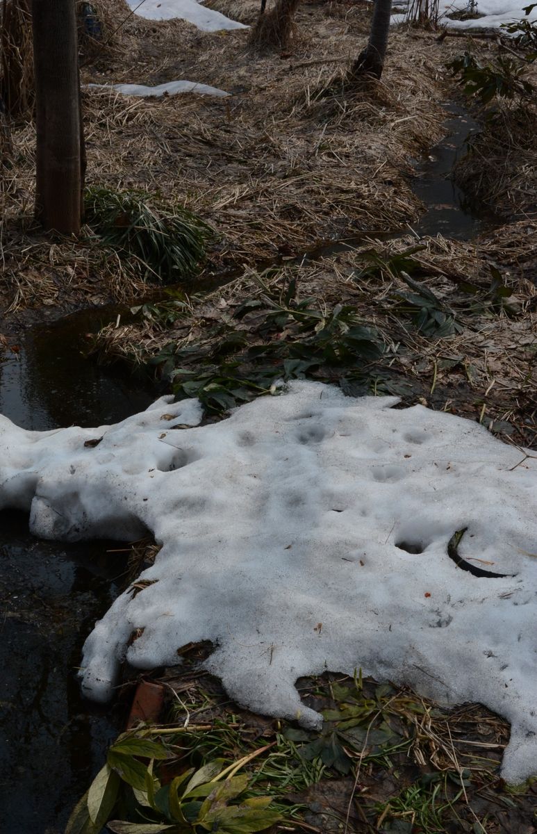 雪解け　芽吹く