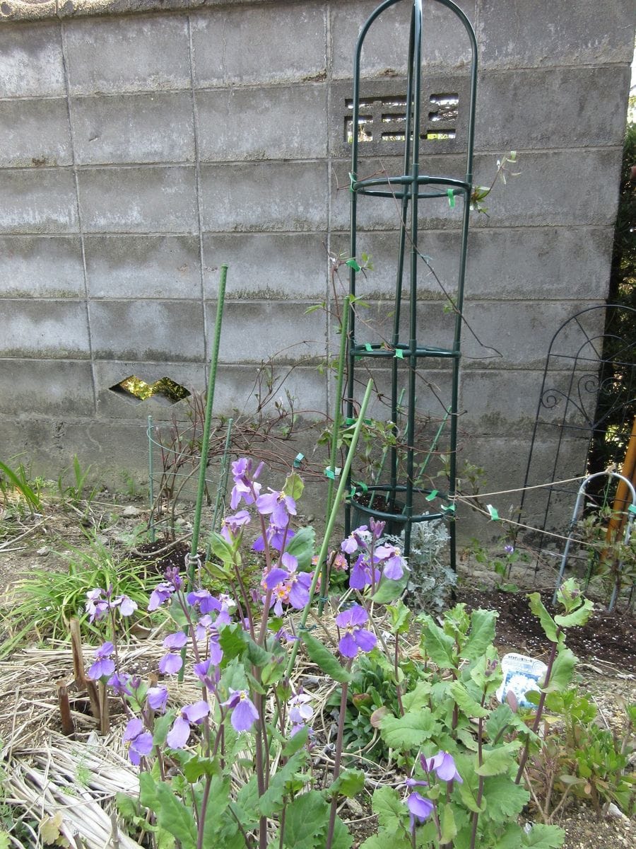 天気が良くて園芸作業がはかどりますね