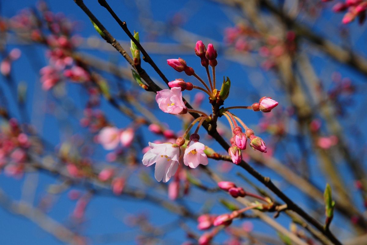 庭の開花宣言