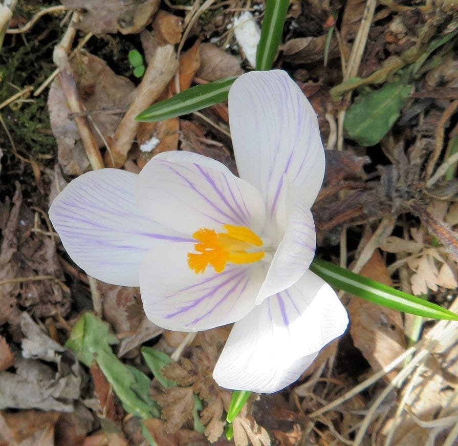 今日の花　(4.5)