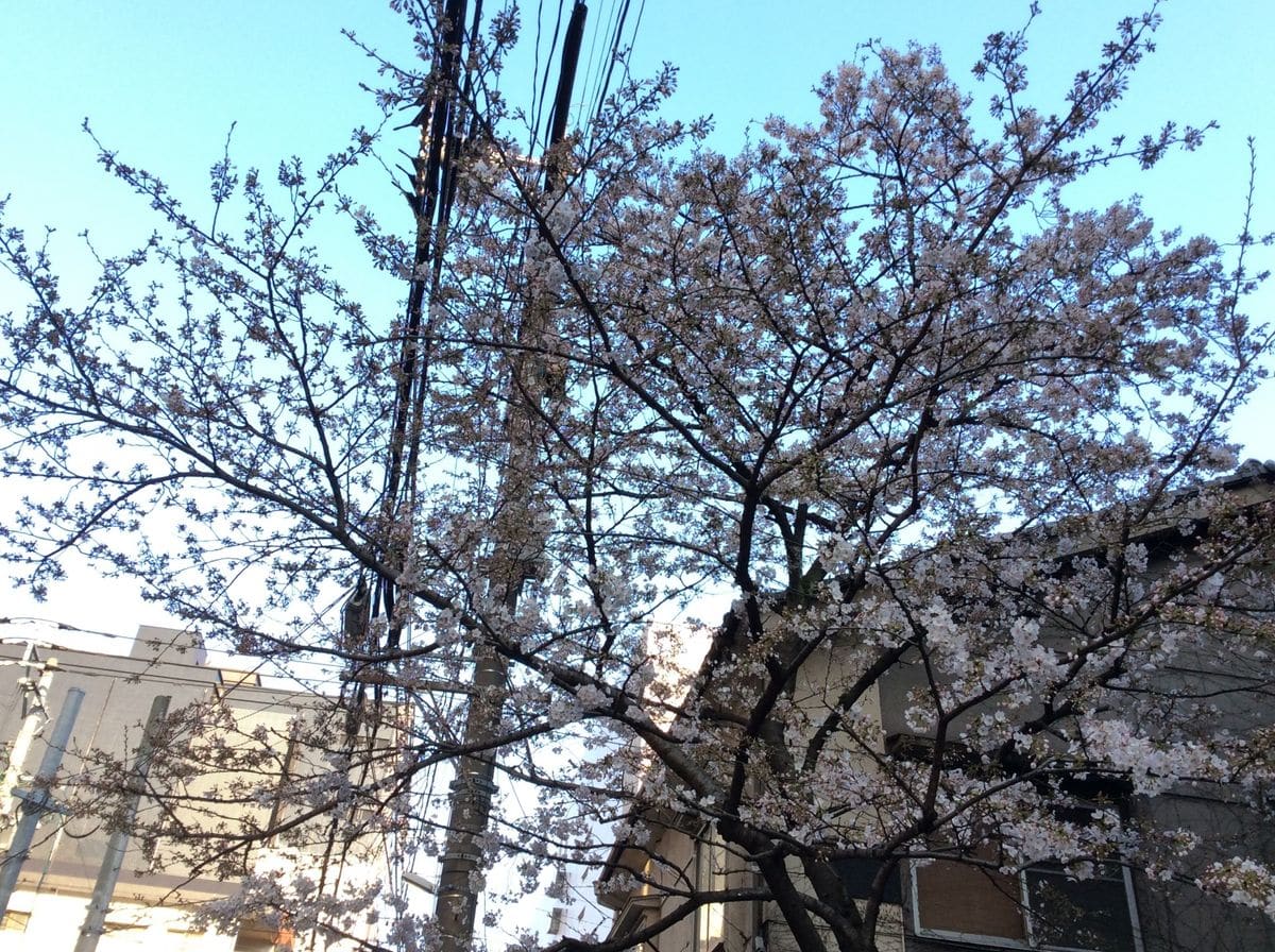 通勤途上 桜