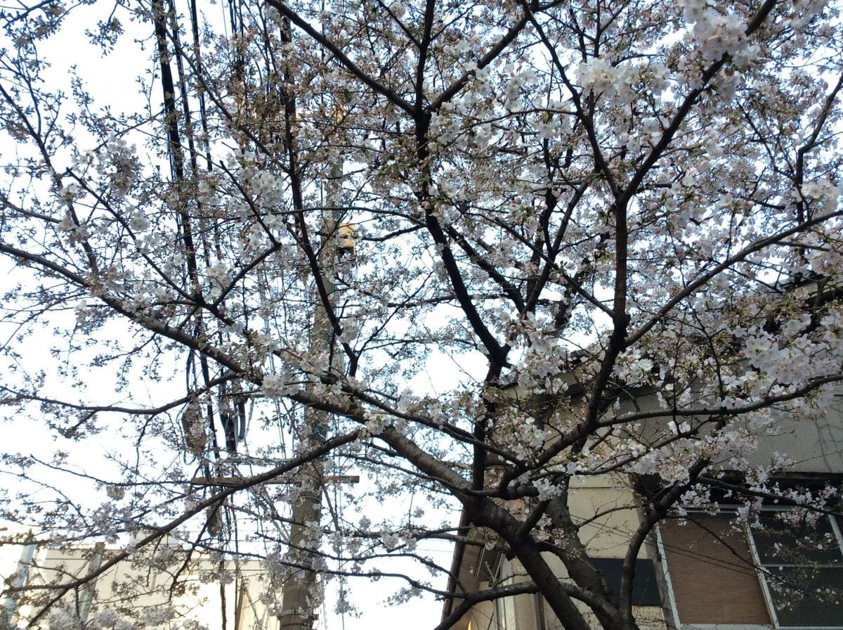 通勤途上 桜