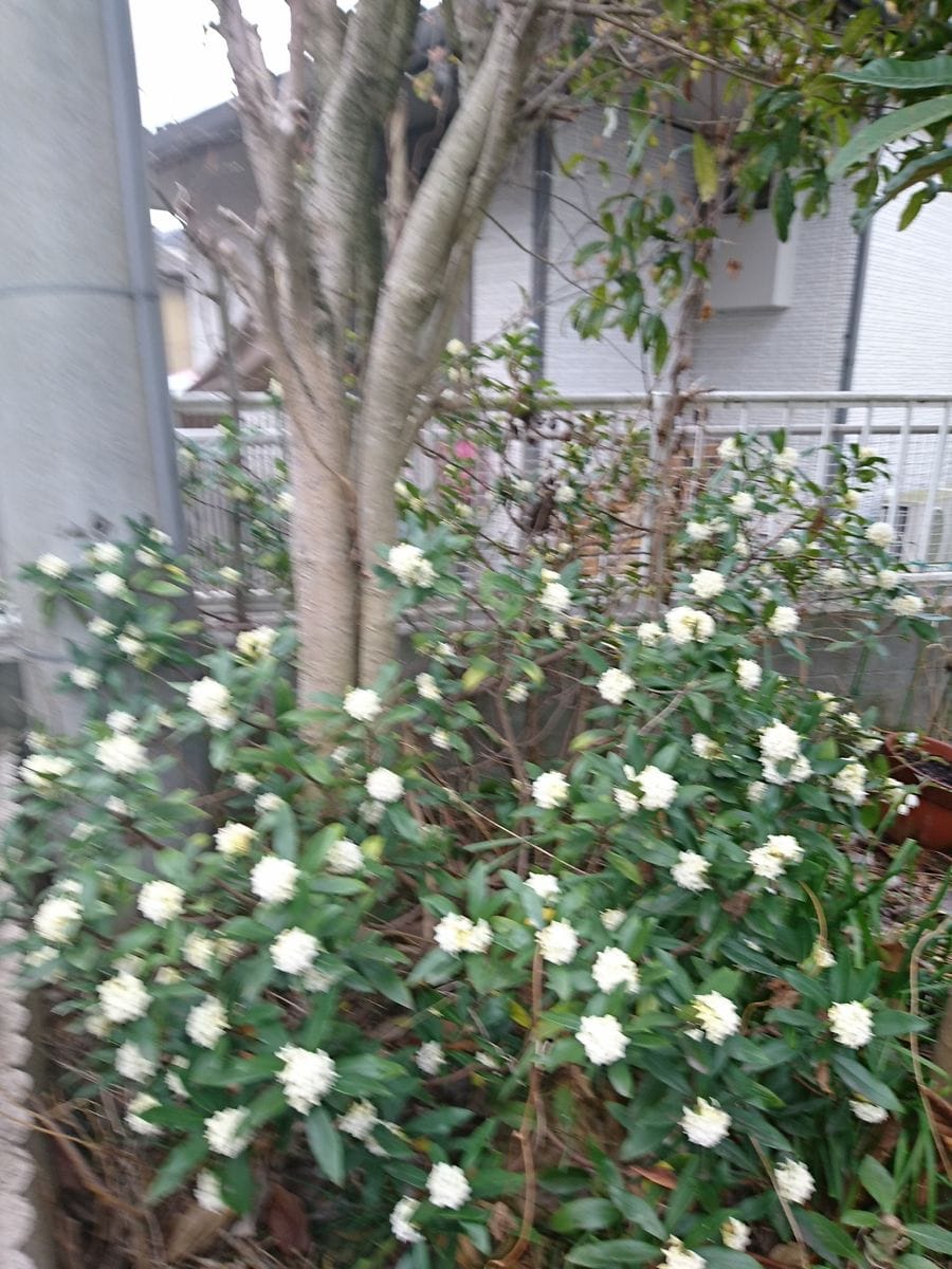 庭の沈丁花