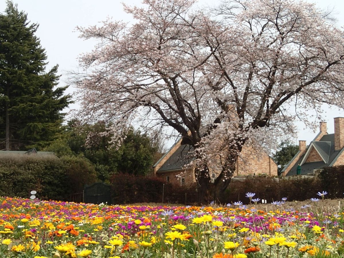 花の開花が進んでいます☆