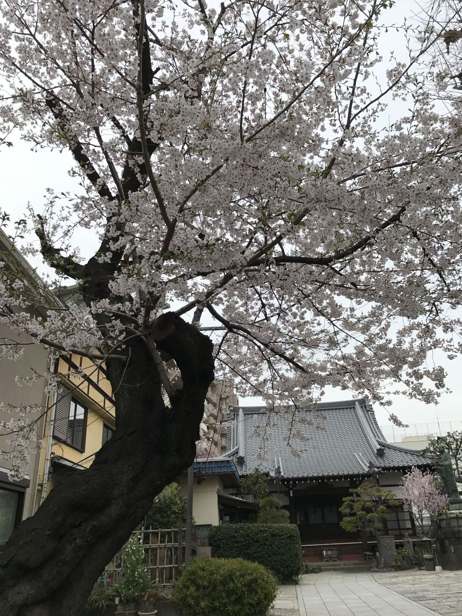 近くのお寺の桜