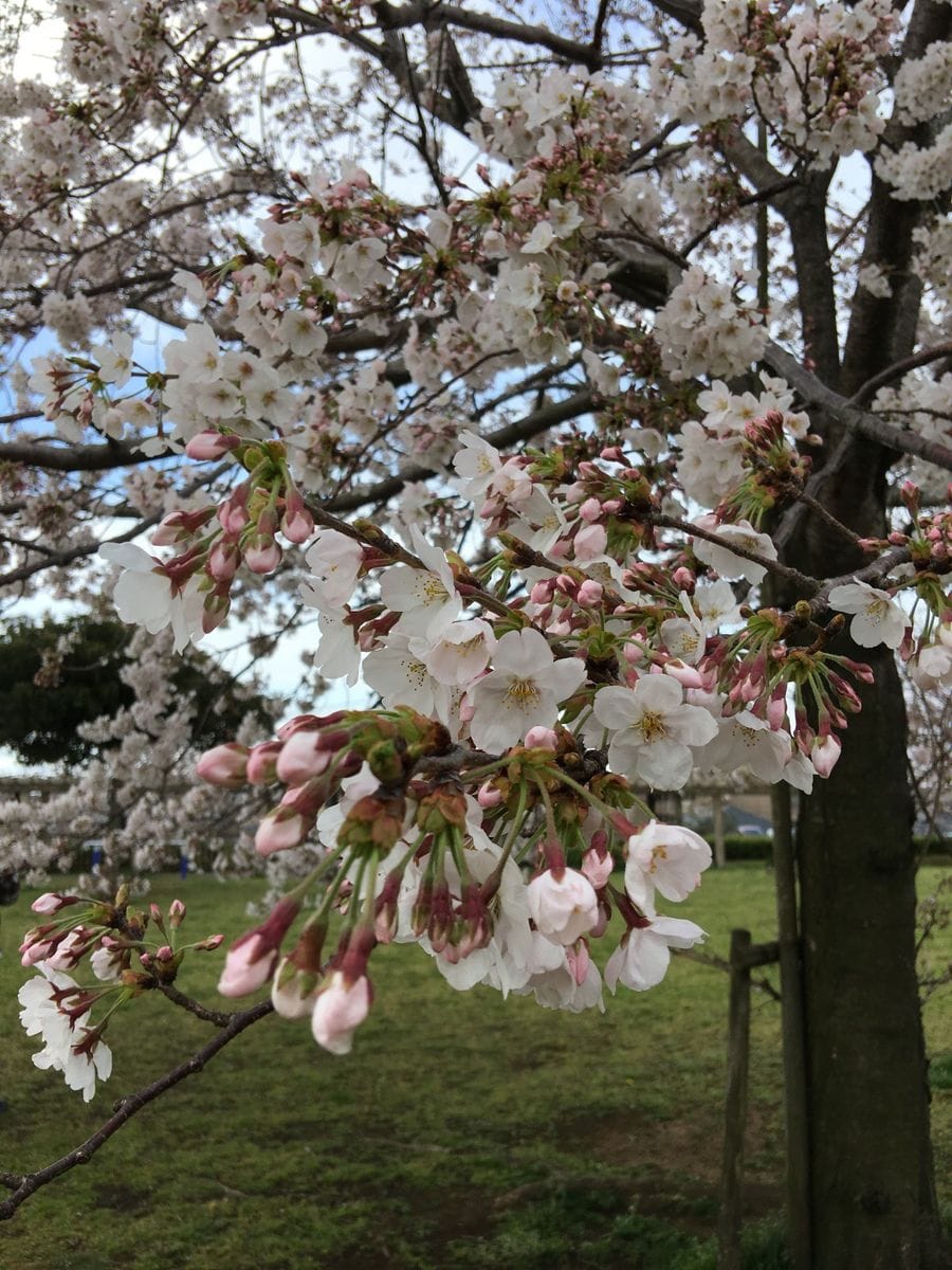 桜🌸サク