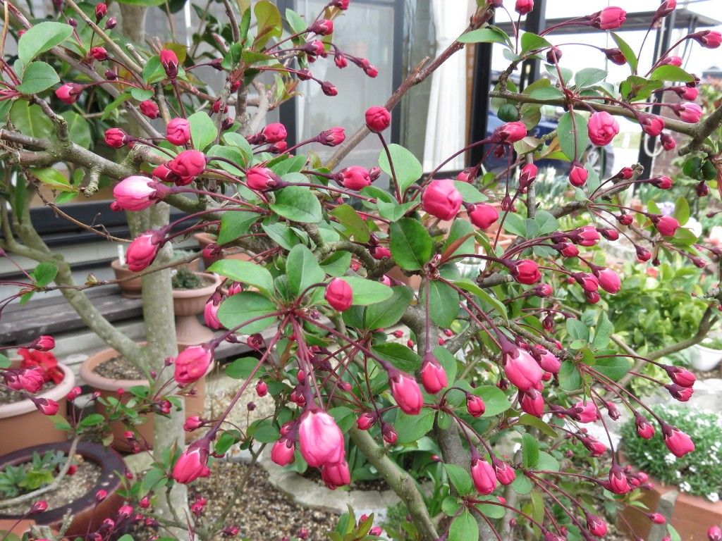 チューリップ が開花し始めました