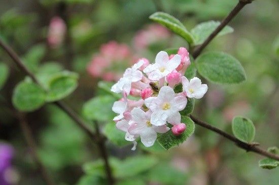 待って欲しい🌺