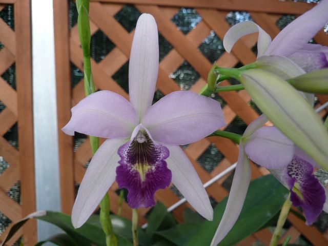 Lnt. Wigleyi 'Orchid library' BM/JOGA