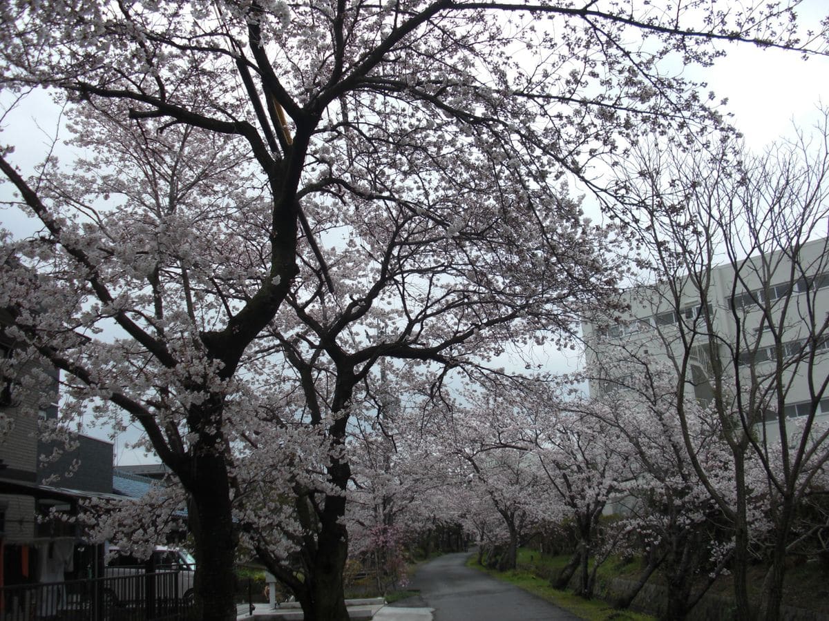 守山（滋賀）の桜